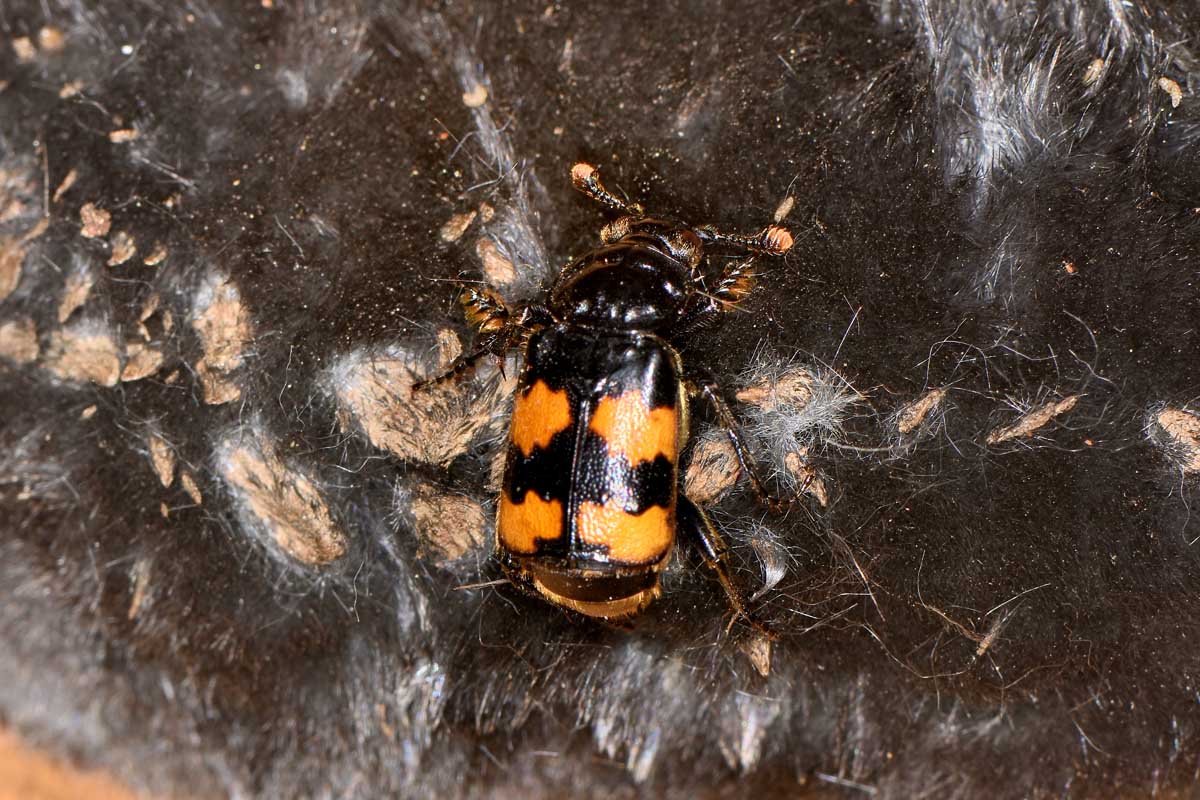 Silphidae: Nicrophorus interruptus